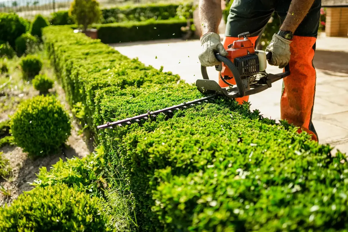 Hedge trimming on a residential property