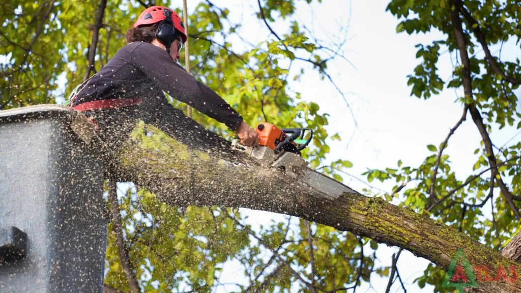 Arborist cutting a large limb